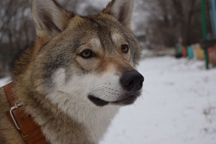 Gray Wolf From Volgograd