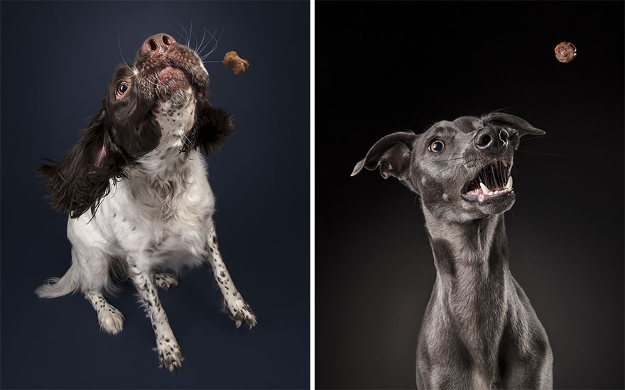 I took a series of photos that captured dogs and their relationship with food 5d9df776d1de3  880 - Fotógrafo de animais de estimação
