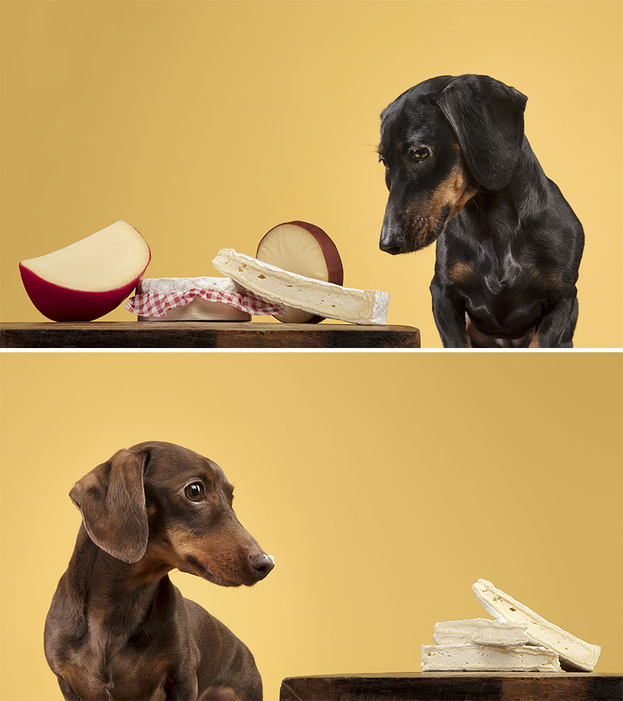 I took a series of photos that captured dogs and their relationship with food 5d9df7784db61  880 - Fotógrafo de animais de estimação