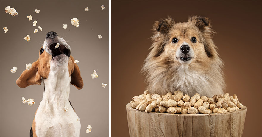 I took a series of photos that captured dogs and their relationship with food 5d9df810d8e06  880 - Fotógrafo de animais de estimação