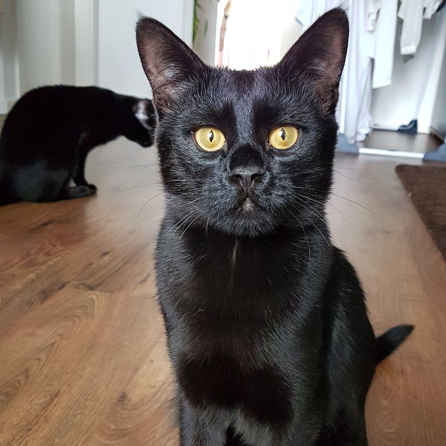 Black Cats Are Not Photogenic