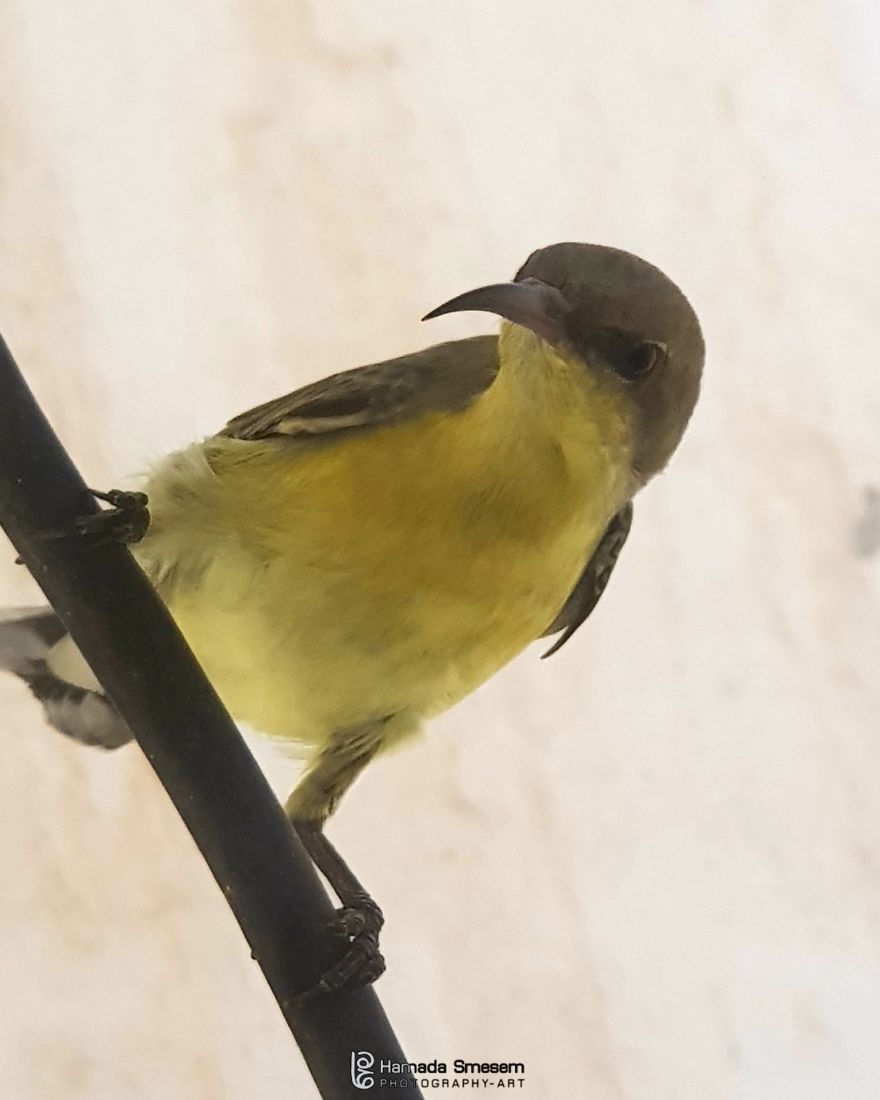 Bird In Dubai