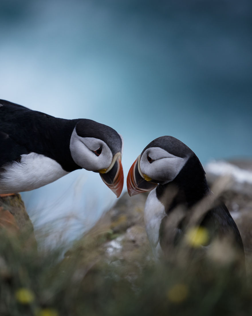 During Summer Thousands Of Puffins Come To Nest In Icelandic Cliffs