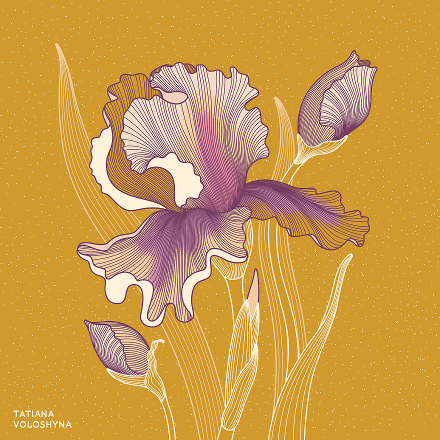 Illustrations From Adept Lines & Botanical Addict