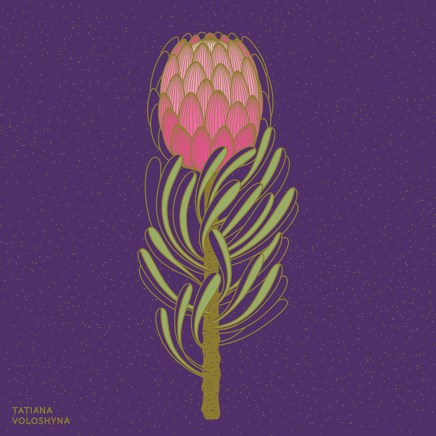 Illustrations From Adept Lines & Botanical Addict