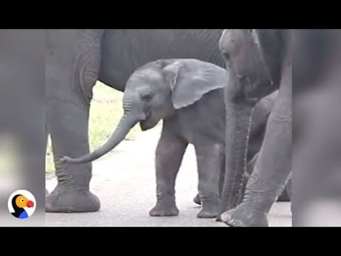 It Takes Some Time For Baby Elephants To Get Control Of Their Trunks
