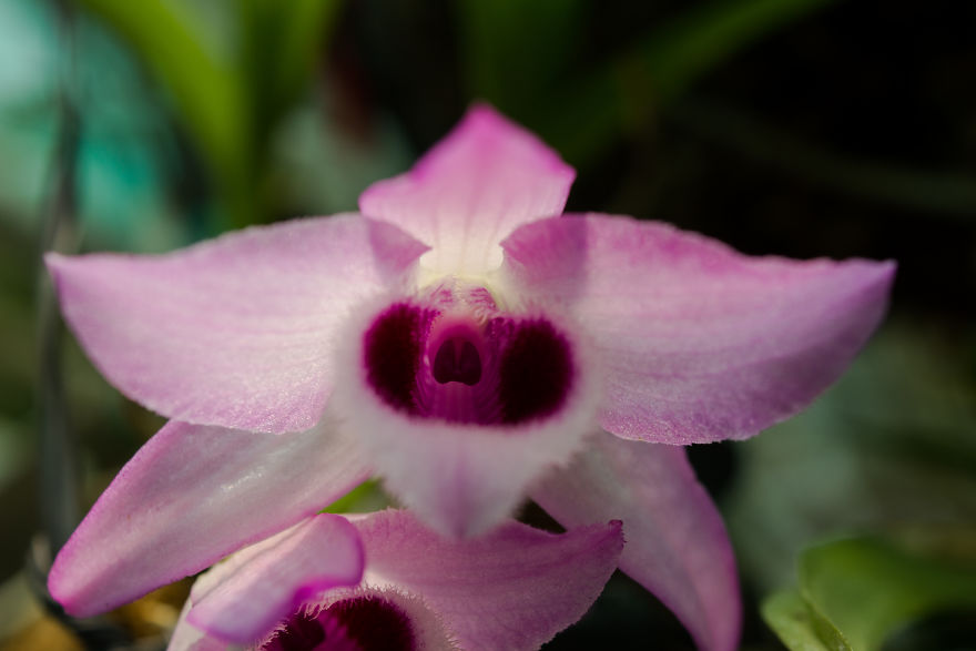 I Have Been Photographing Orchids Since The Day I Got My First Camera