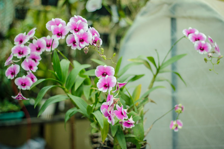 I Have Been Photographing Orchids Since The Day I Got My First Camera