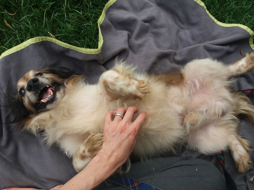 Acogimos a un perro completamente ciego de un hogar muy negligente en Hungría, y volvió a la vida