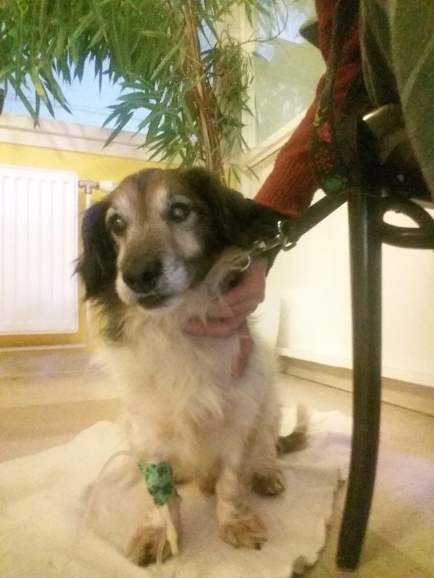 Acogimos a un perro completamente ciego de un hogar muy negligente en Hungría, y volvió a la vida