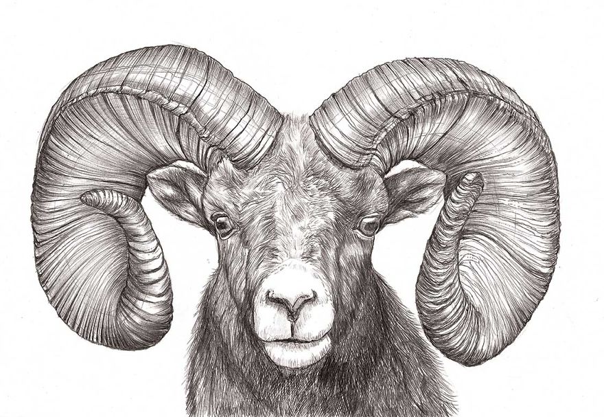 Naturalistic Drawings Naturalistic Drawings