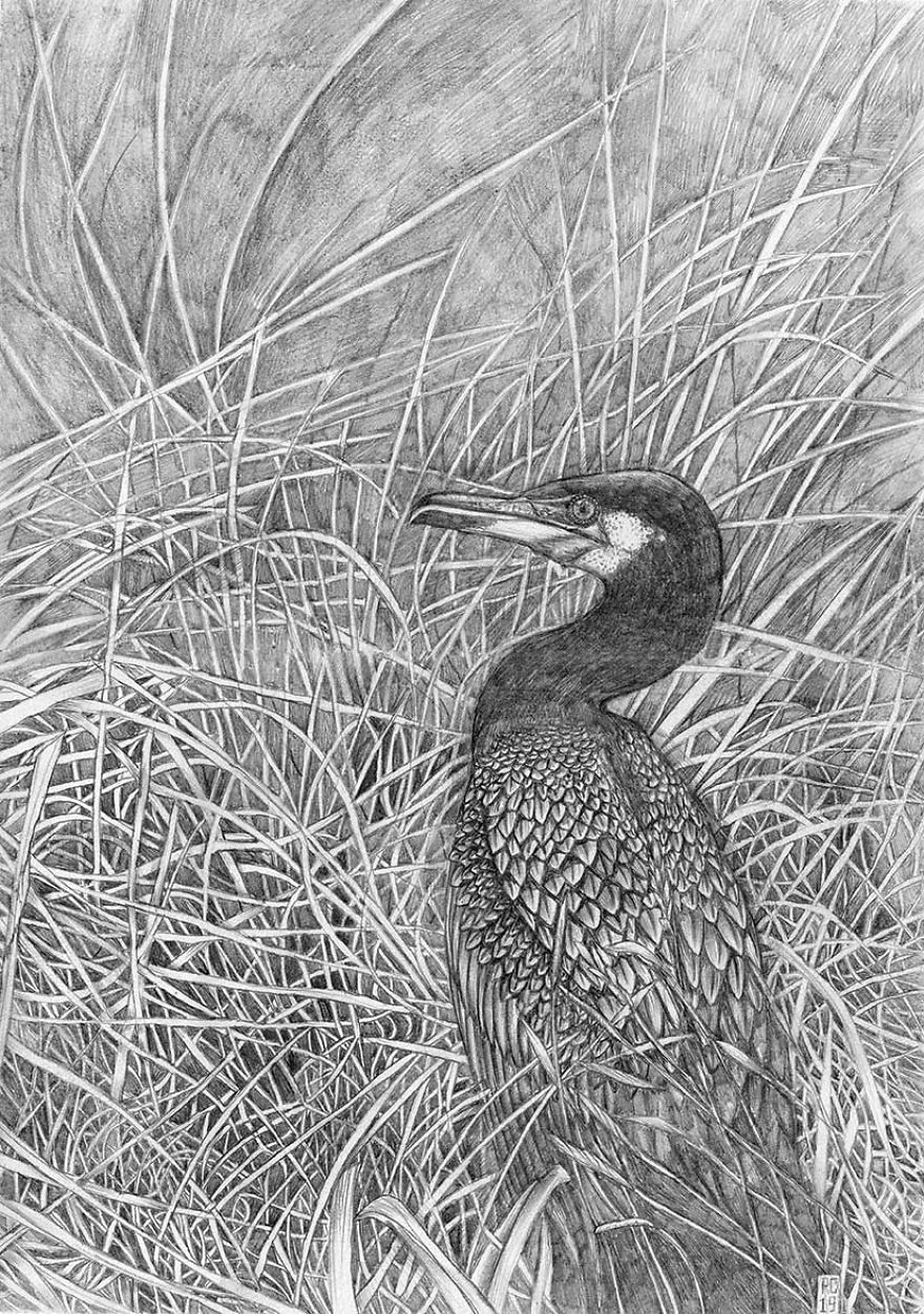Naturalistic Drawings Naturalistic Drawings
