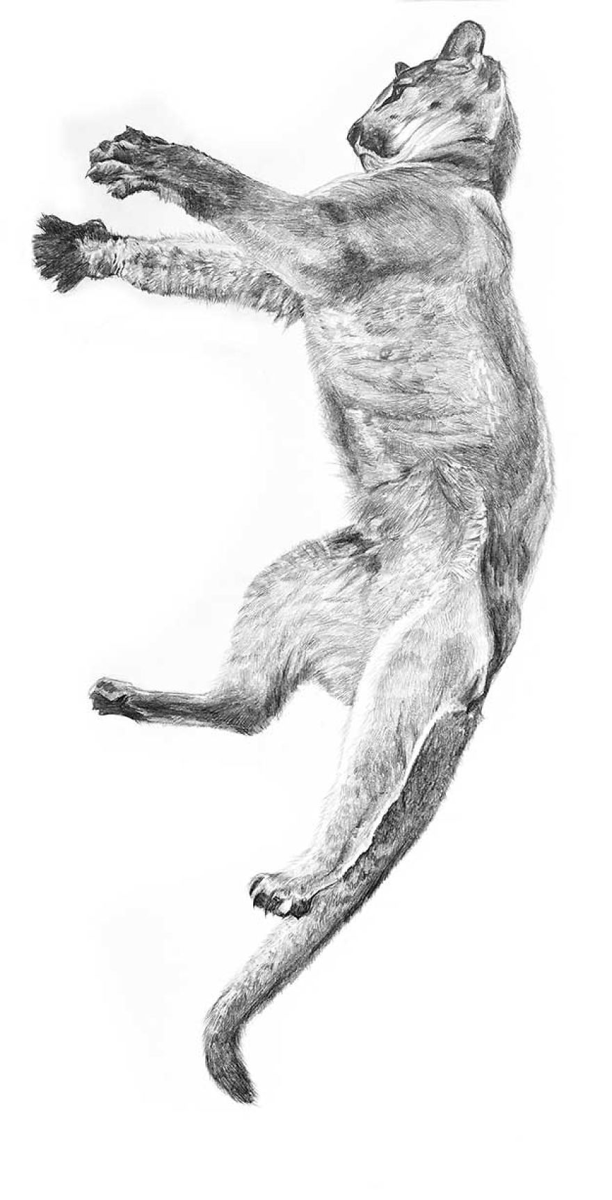 Naturalistic Drawings Naturalistic Drawings