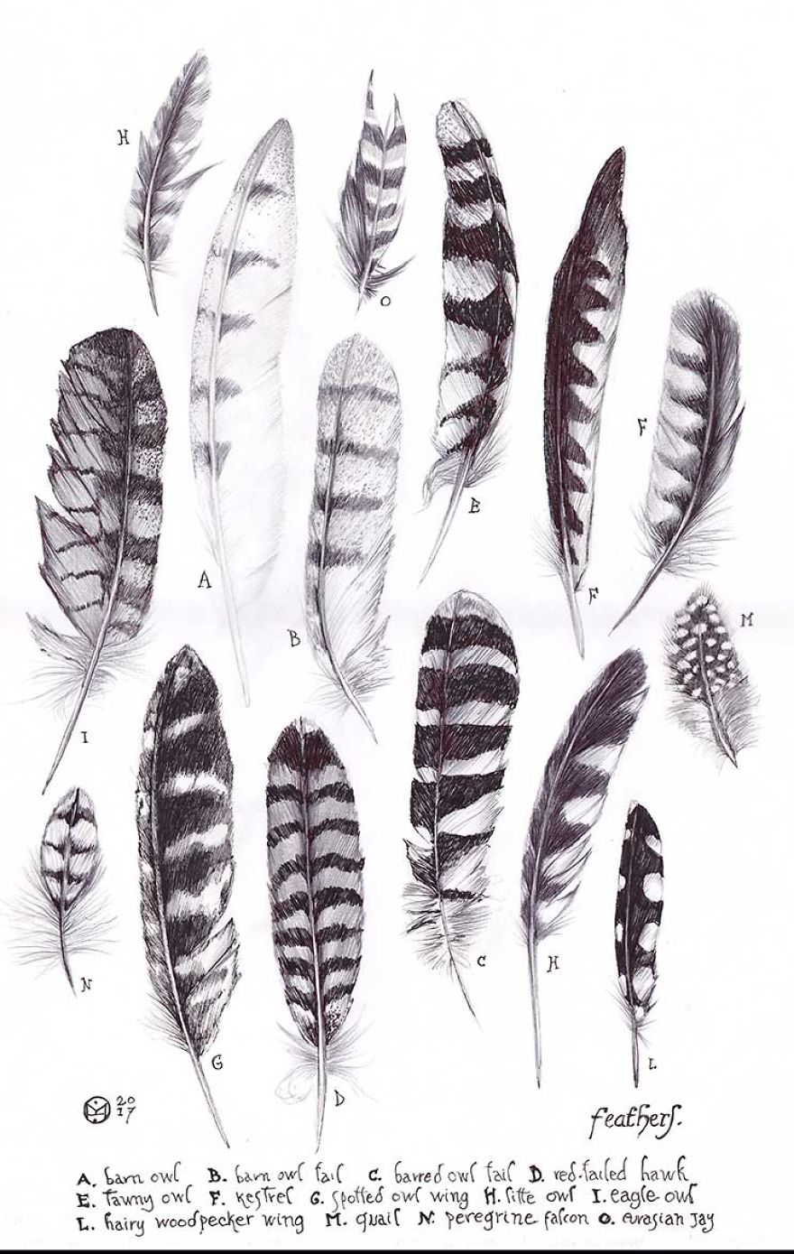 Naturalistic Drawings Naturalistic Drawings
