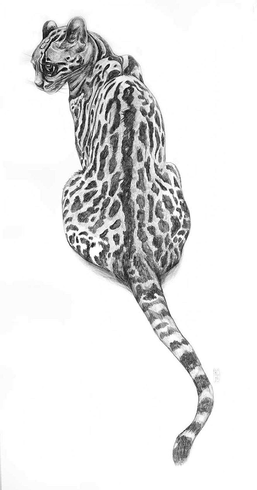 Naturalistic Drawings Naturalistic Drawings