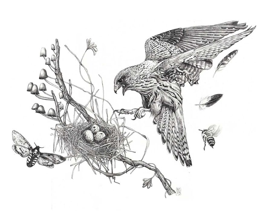 Naturalistic Drawings Naturalistic Drawings