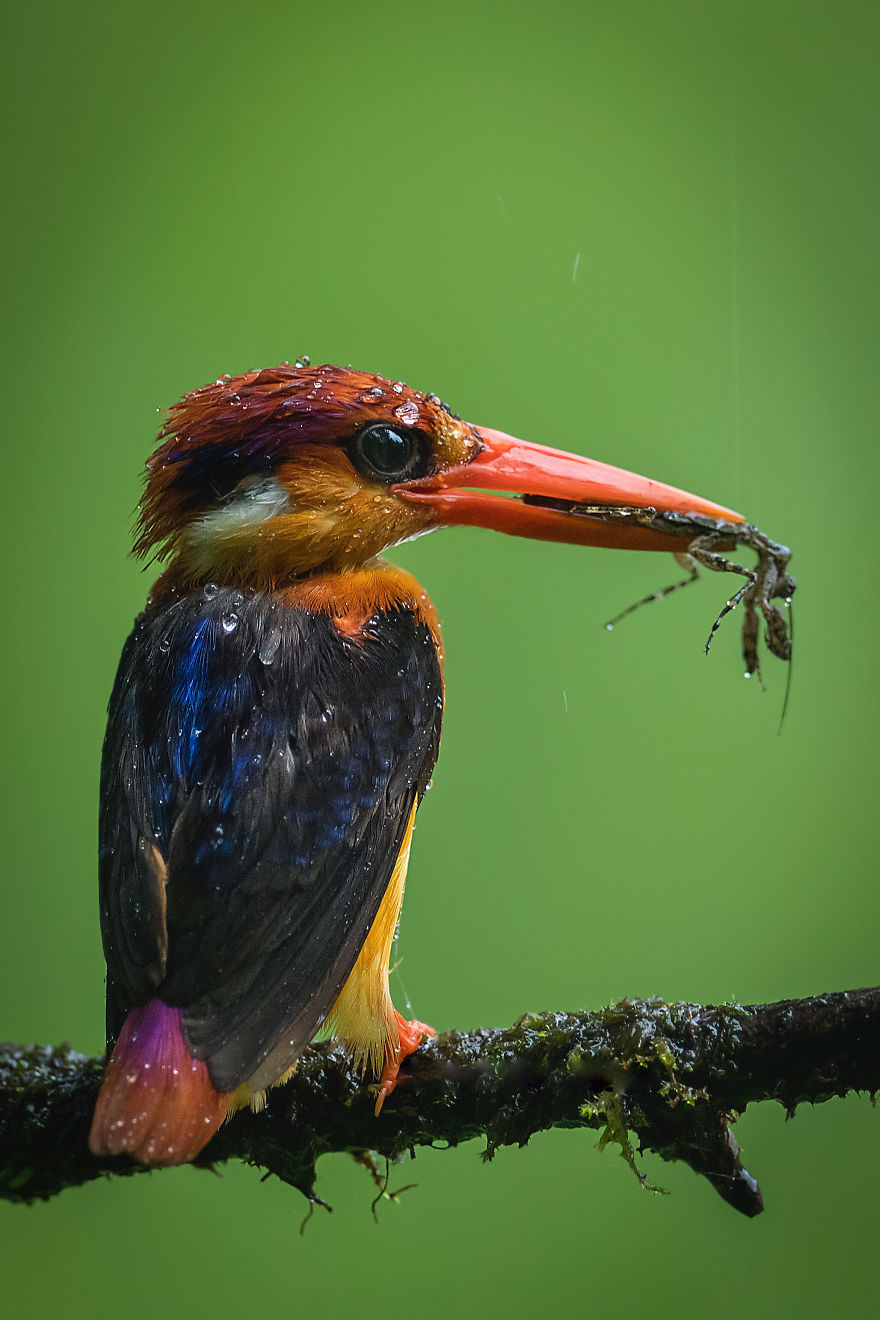 Oriental Dwarf Kingfisher, Mitesh Patel, India