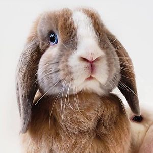 stayathomebun