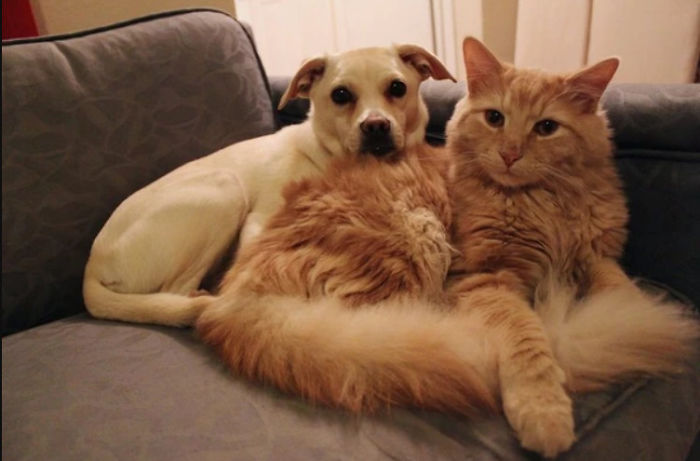 Researchers Say That Liking Cats Is A Sign Of Very High Intelligence