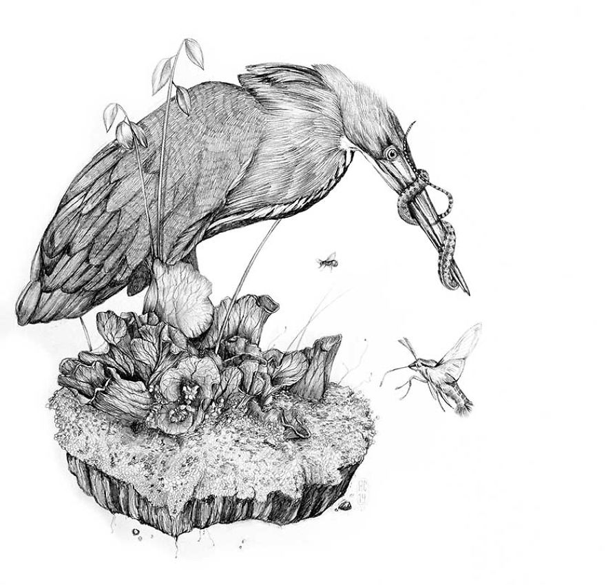 Naturalistic Drawings Naturalistic Drawings