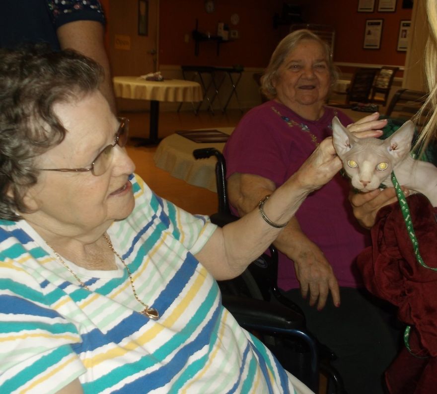 Service Cat Healing My Life And Others At Assisted Living Homes Service Cat Healing My Life And Others At Assisted Living Homes