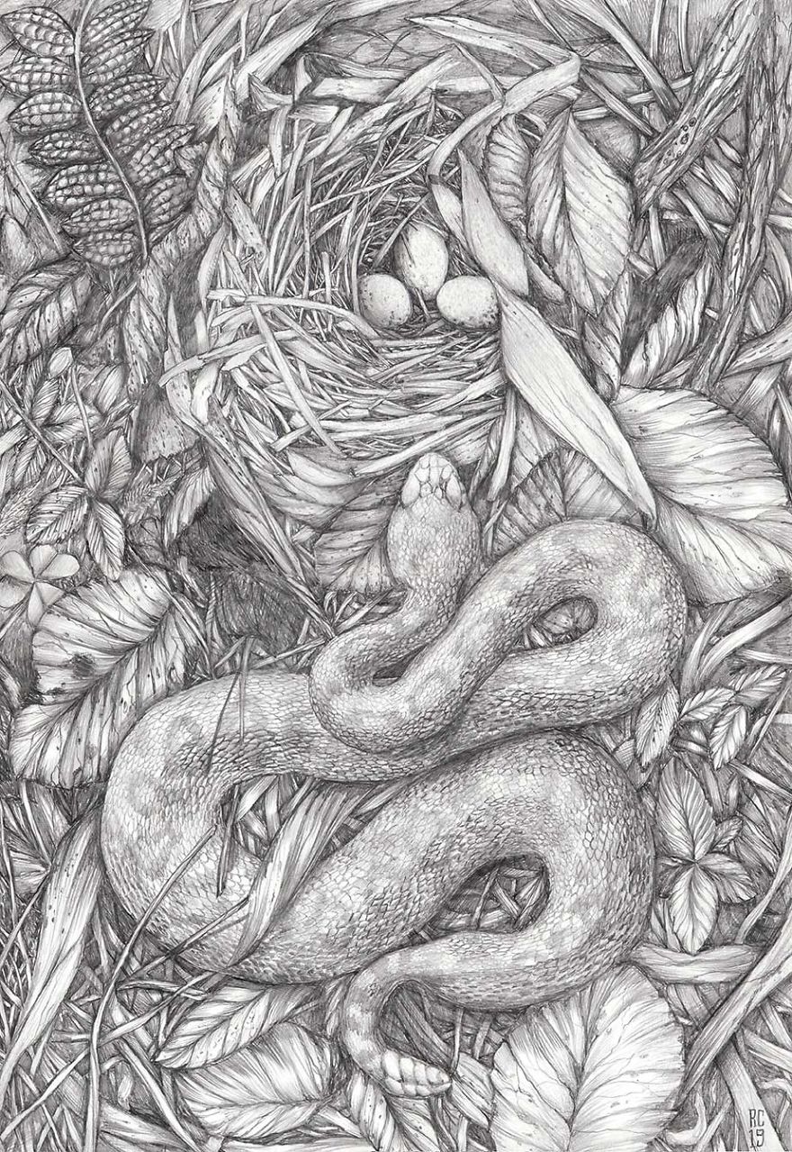 Naturalistic Drawings Naturalistic Drawings