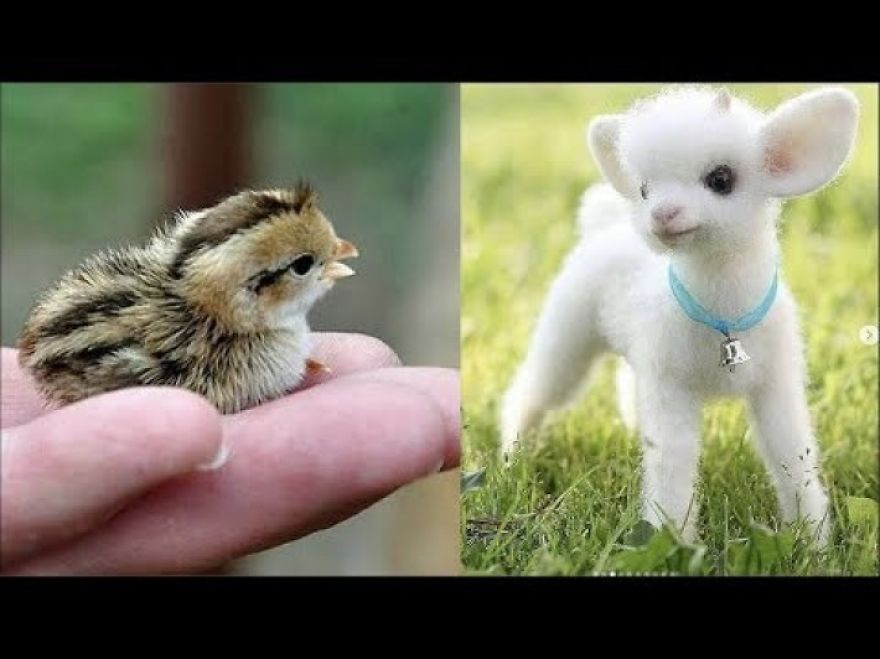 The “Cutest” Animals In The World