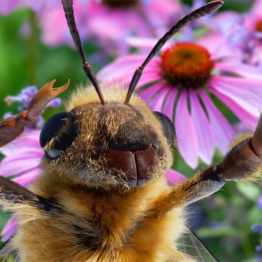 The World's First Influential Bee Is An Activist For The Preservation Of Its Species