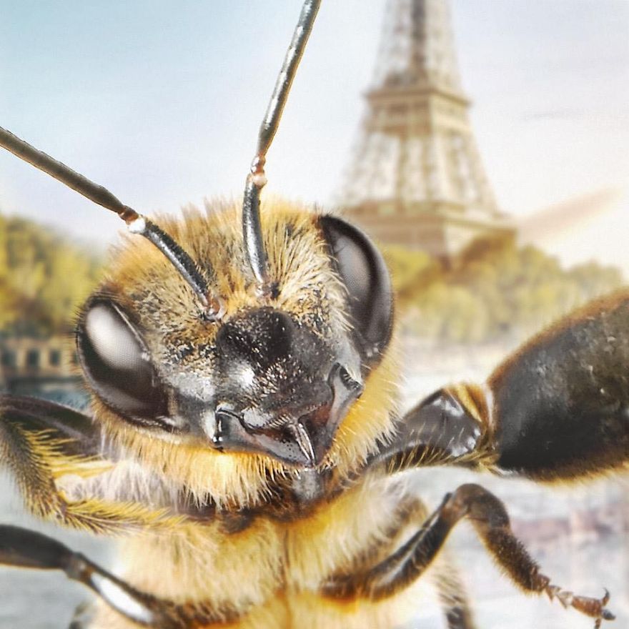 The World's First Influential Bee Is An Activist For The Preservation Of Its Species