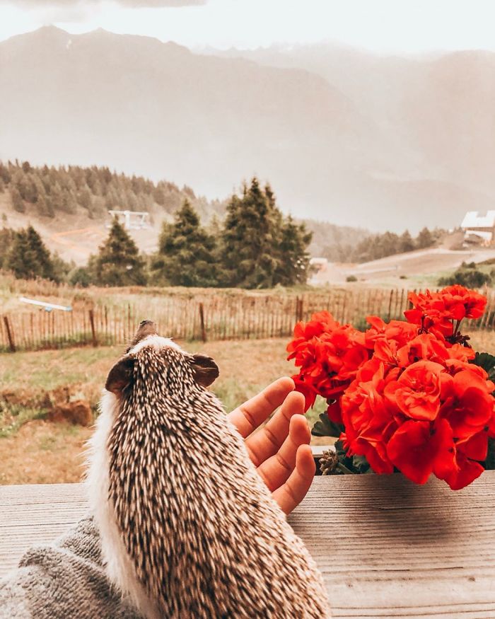 This Lovely Smiling Porcupine Has 1.5 Million Followers On Your Instagram And We Are Sure You Will Be One Of Them Too