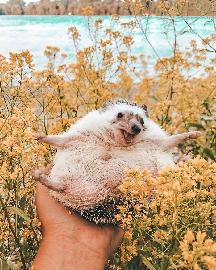 This Lovely Smiling Porcupine Has 1.5 Million Followers On Your Instagram And We Are Sure You Will Be One Of Them Too
