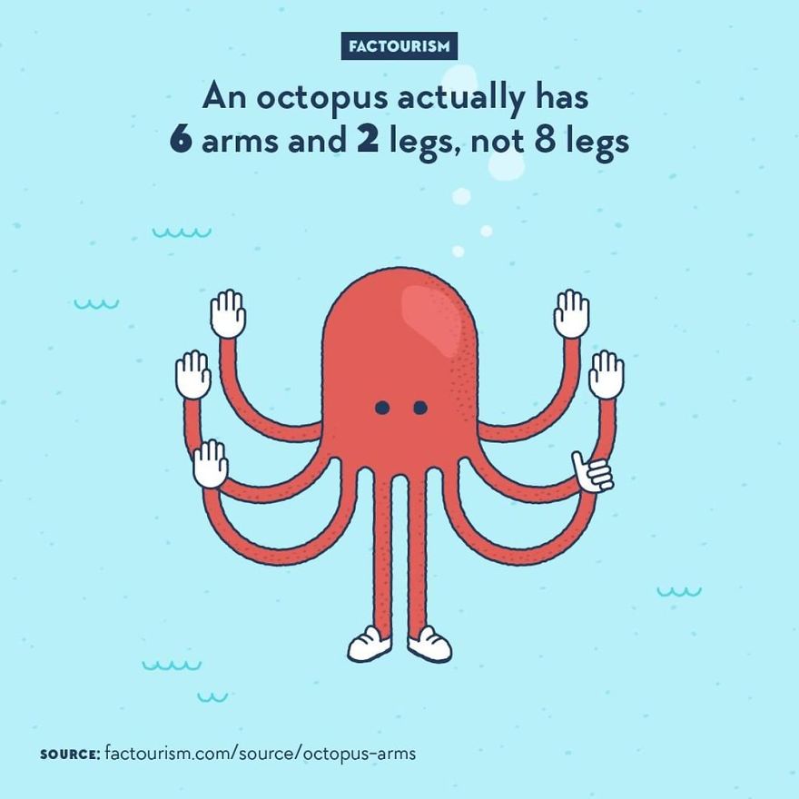 We Love Strange Facts And Decided To Draw Our Favourites. Here Are 30 Of Them.