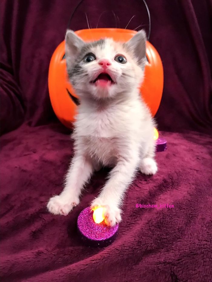 Foster Kitty Gives The Cutest Smile During A Photoshoot And It Takes Over The Internet