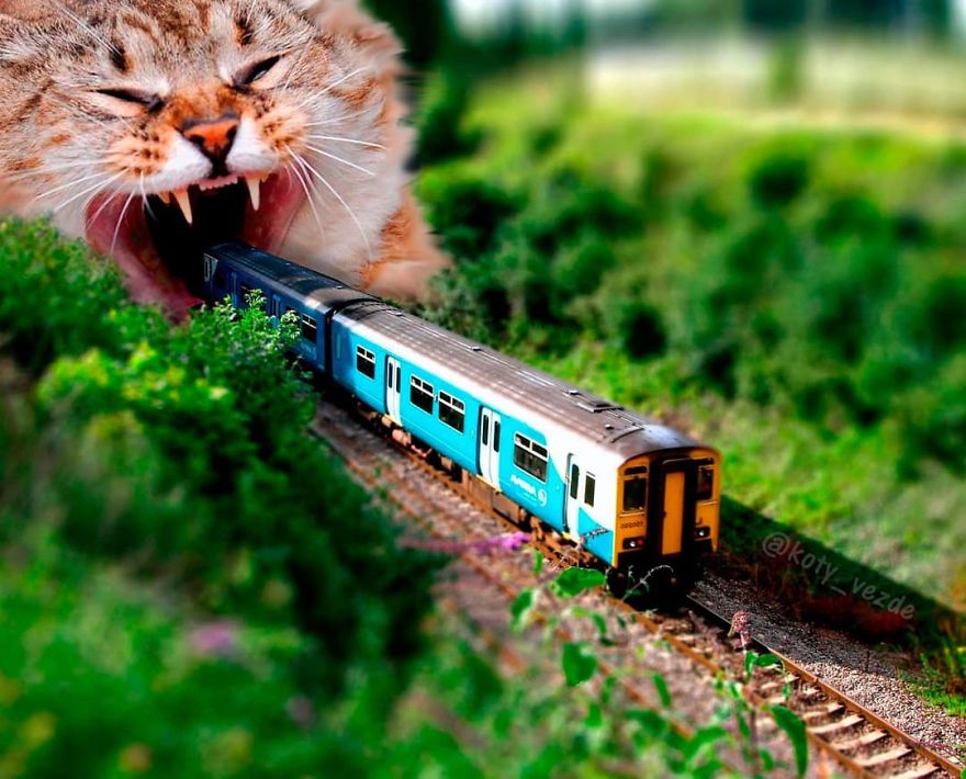 Animals-Photoshopped-Cats-Koty-Vezde
