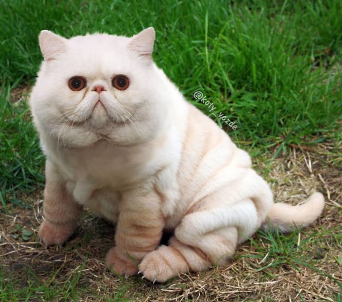 Someone Imagines What Everything Would Look Like If It Had A Cat's Face And The Result Is Funny Yet Disturbing