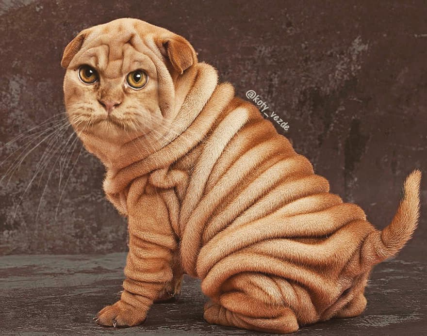 Animals-Photoshopped-Cats-Koty-Vezde