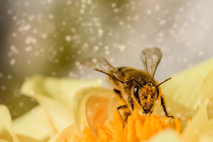 Bees Are Now Officially Declared To Be The Most Important Beings On Earth