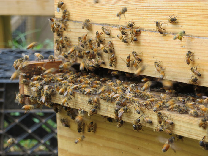 Bees Are Now Officially Declared To Be The Most Important Beings On Earth