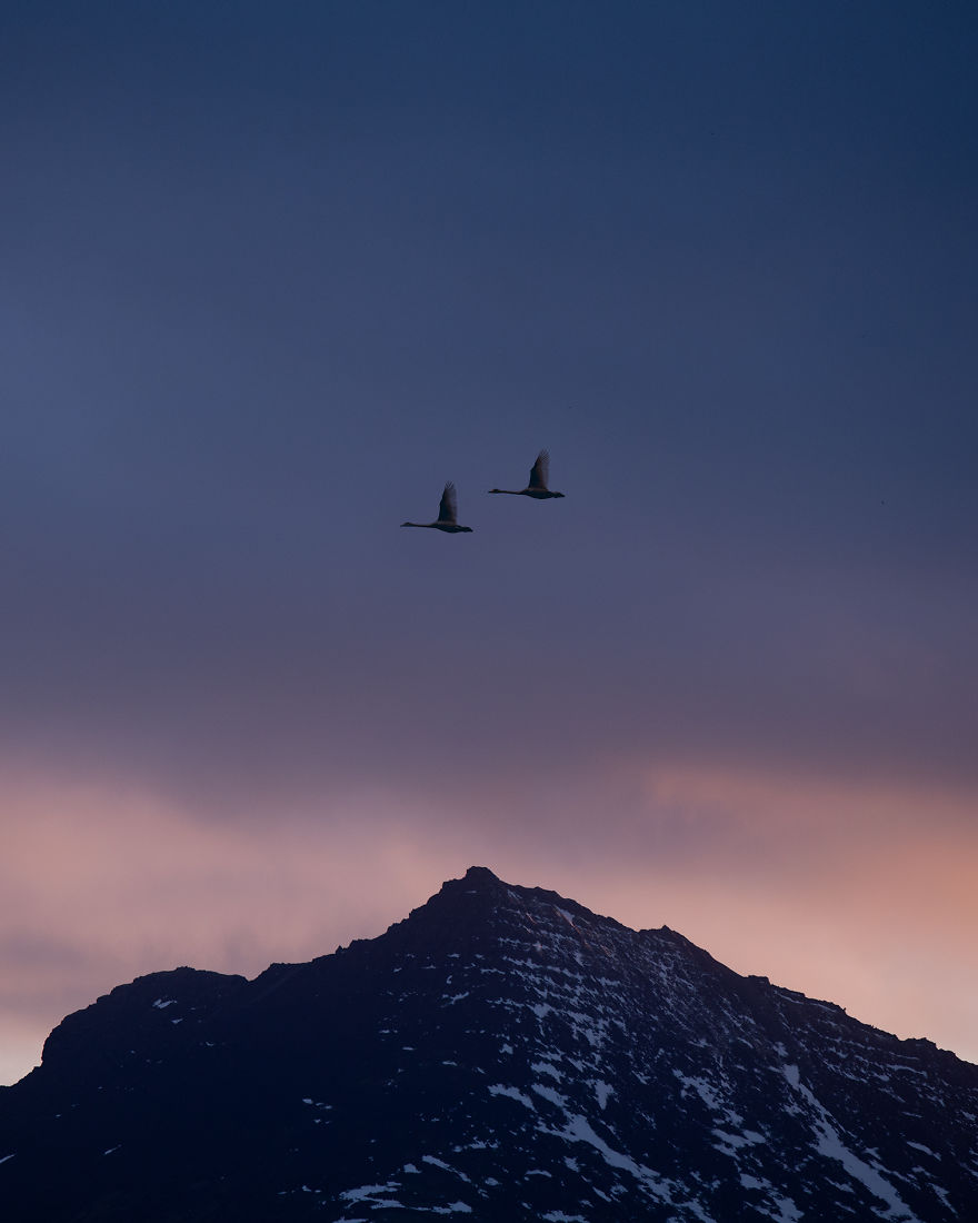 Wild Geese Flying Over A Mountain Peak
