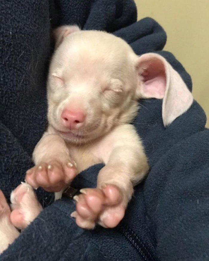 This Deaf And Blind Puppy Named Piglet Shows Kids How To Deal With Differences
