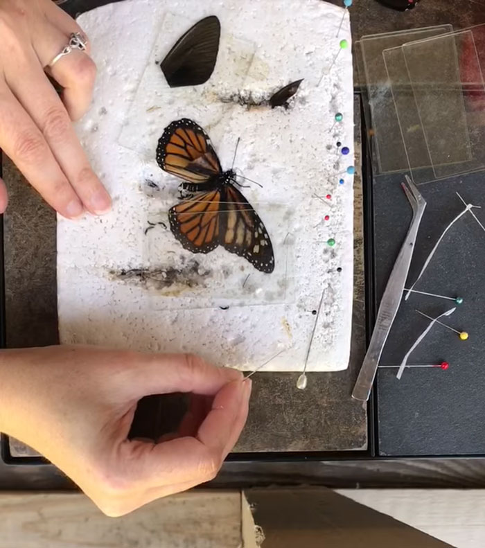 Zoo Asks For Woman’s Help In Repairing Butterfly's Wings, She Gives It A Transplant
