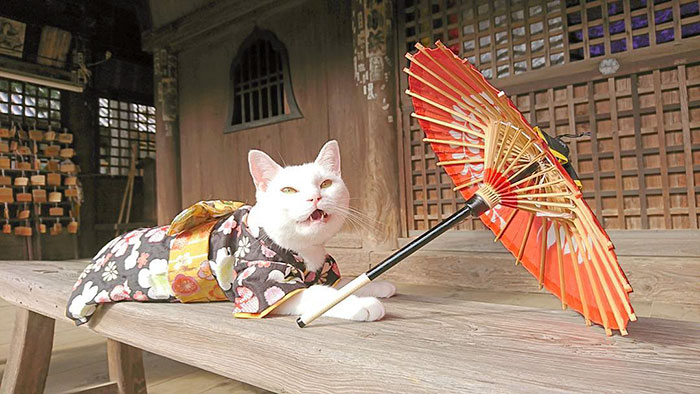 There Is A Cat Temple In Japan And Its Monks Are The Cutest