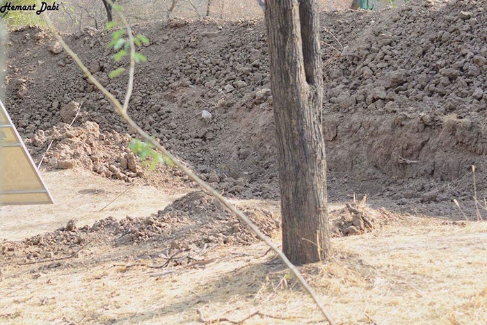 People Realize That Leopards Have Badass Camouflage By Trying To Find One  In This Photo