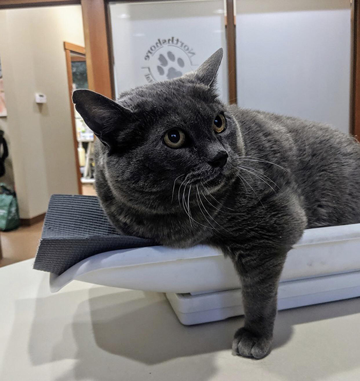 Chonky Cat Goes Viral For Being Annoyed By Underwater Workout