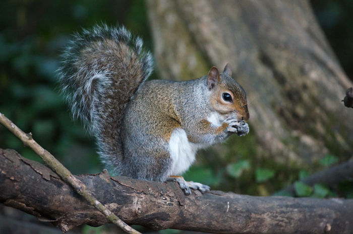 Hundreds Of Trees Become Seedlings Every Year Because Of Squirrels Forgetting Where They Buried Their Food