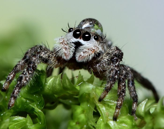 Some Tiny Spiders Wear Water Droplets As Hats