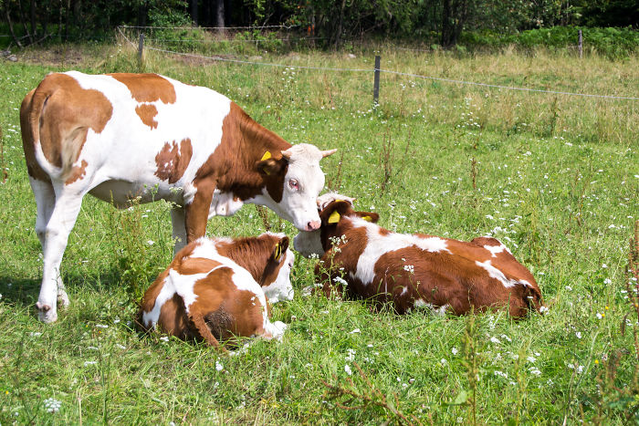 Cows Take Turns In Babysitting Their Young. One Will Stay With The Calves While Other Moms Graze Further Away