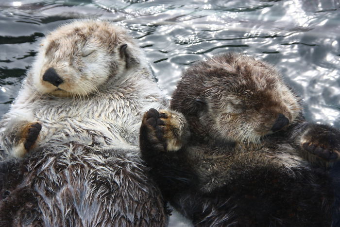 Sea Otters Hold Hands While They’re Sleeping So That They Don’t Drift Apart
