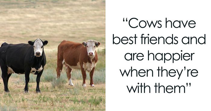 42 Interesting Animal Facts That You Can Throw Out In Casual Conversations