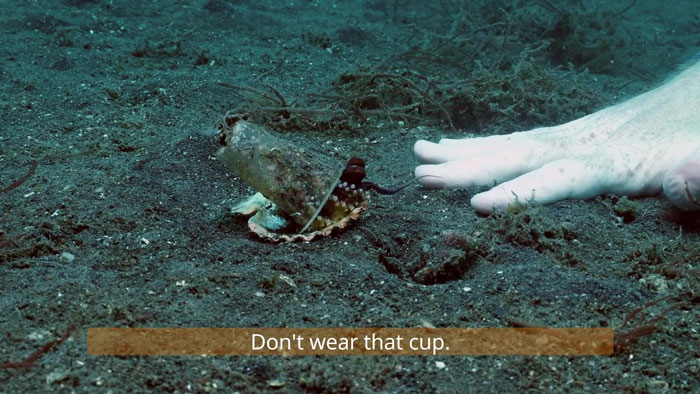 Diver Convinces Baby Octopus To Give Up His Plastic Cup In Exchange For A Shell